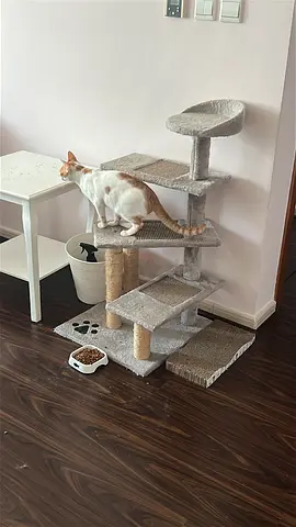 2 cats for adoption