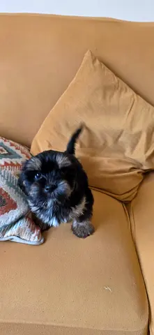 Shihtzu puppies looking for new homes