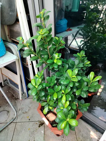 URGENT: MOVING OUT SALE- Bonsai plant