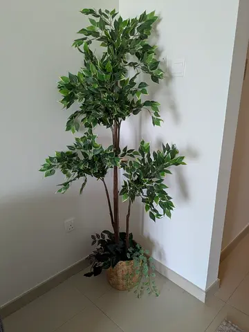 Tall artificial ficus tree in woven basket - great condition