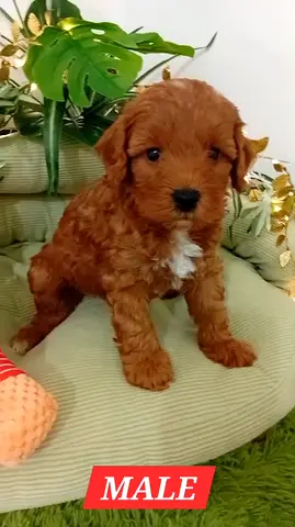 Home Raised Adorable Puppies