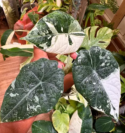Alocasia Maharani Variegated. AED600/-. Pickup near financial center metro. Delivery can be arranged