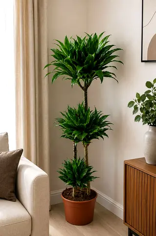 Viva Verda Dracaena Green Jewel Indoor Plant in Plastic Pot UAE | Premium Holland Imported Plant