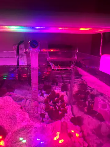 Small desktop aquarium with LED lights , heater and filter with all fishes