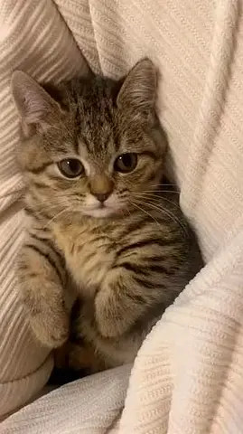 Free adopt kittens(Similar to these photos. Same breed) cat only a month now. Need few day more