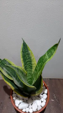 Sansevieria plant