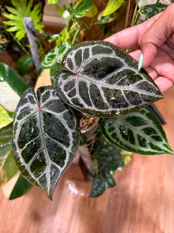 Anthuriums for sale RF Silver x Zara Michelle Aed400/-