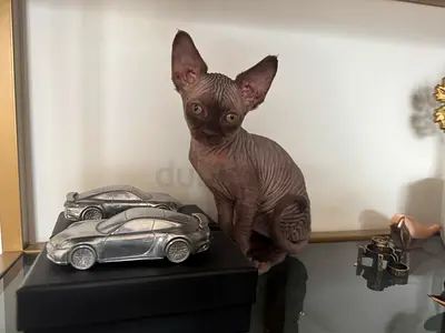 Sphynx healthy and playful kitten