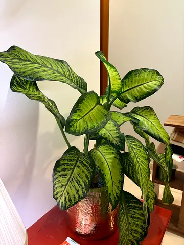 Healthy Dieffenbachia (Dumb Cane) indoor potted plant - ready to enjoy
