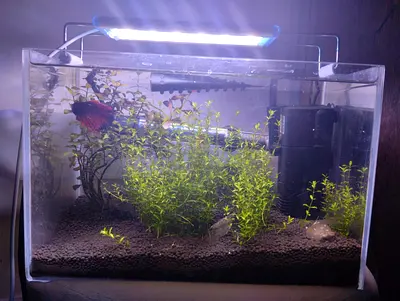 Small planted aquarium with betta, light and filter included