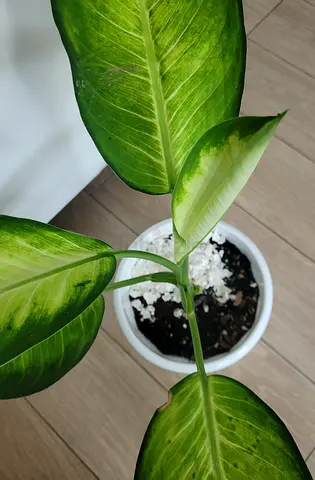 Big Leaves Dieffenbachia Camilla - Indoor Plant