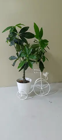 Indoor Money Tree (Pachira) in White Pot with Decorative Stand