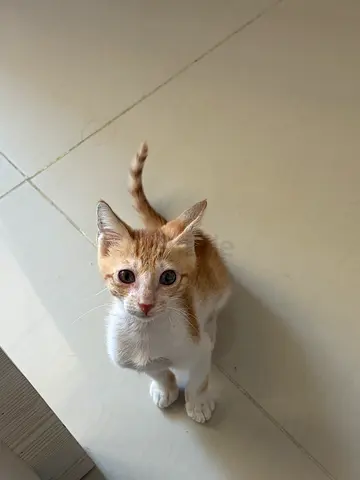About 3 month old male cat looking for a home