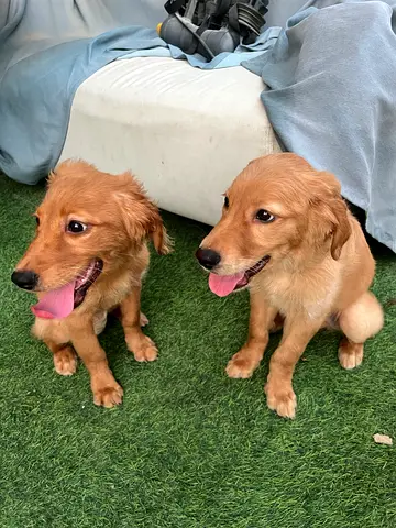 Dog for adoption