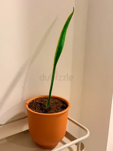 Real Plant