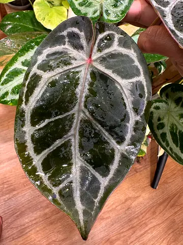 Anthuriums for sale Michelle Aed400/-