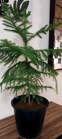 Pine tree / Christmas tree/Aroucaria tree