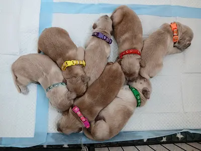 Adorable golden retriever puppies