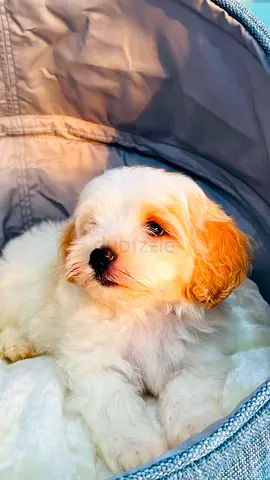 Adorable small white & tan puppy looking for a home