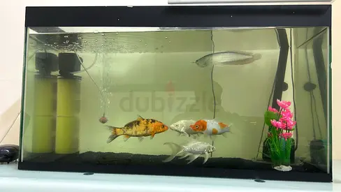FISH TANK