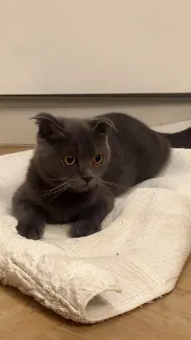 Free British shorthair/Scottish fold mix for adoption