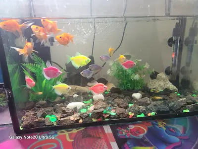 fish 15 or17 fish