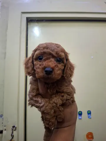 Tiny Red Toy Poodle Puppy — 8 Weeks, Healthy and Playful