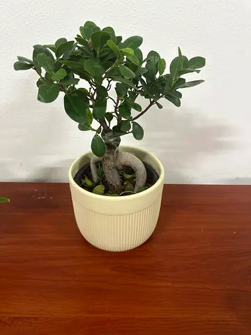 Small indoor bonsai ficus in ceramic pot