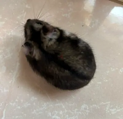 young hamster free for adoption