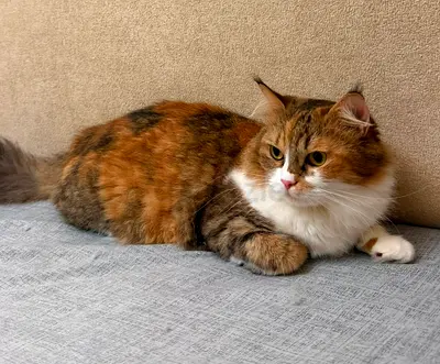 Cat adoption for free