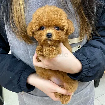 Poodle puppies