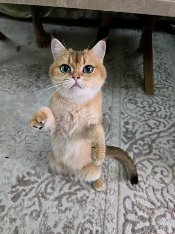 Friendly NY11 CHINCHILLA Shorthair cat — healthy, playful
