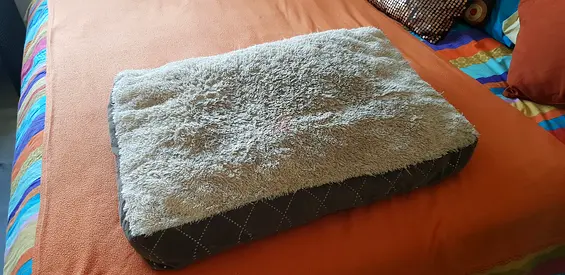 doggie bed