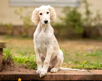 Saluki Puppies available