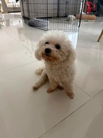 Female Maltese dog