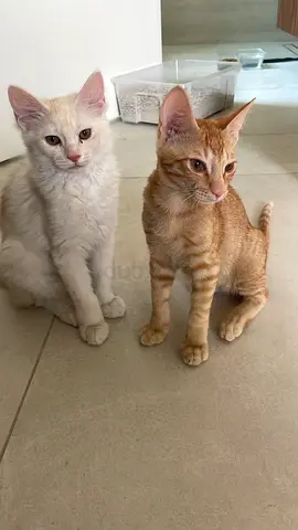 Two little hearts looking for their forever home