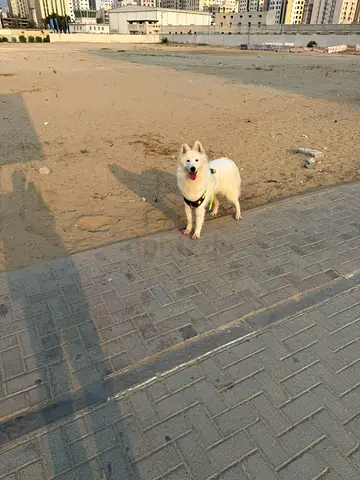 Friendly white dog (Siberian/Samoyed) looking for new home - well-behaved