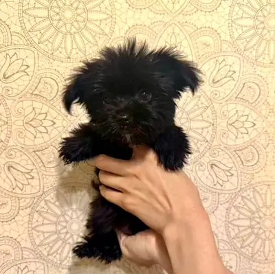 Small pocket size puppy