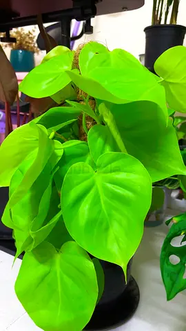 Philodendron lemon lime