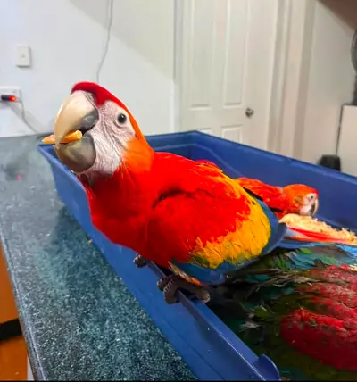 Friendly Red Macaw Parrot — Hand-Tamed, Indoor Companion