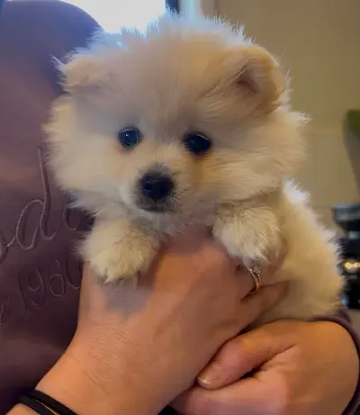 Pomerian pups ready for a new home