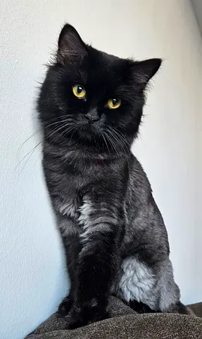 Persian cat for free adoption