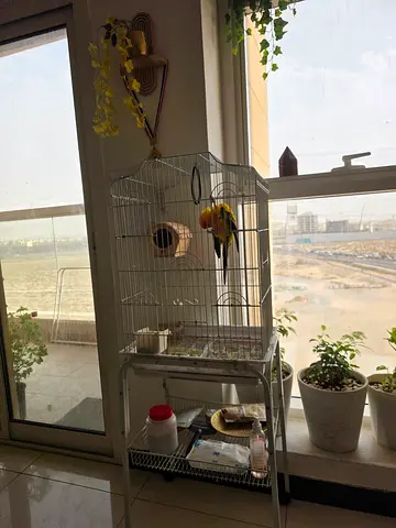 Bird cage for sale