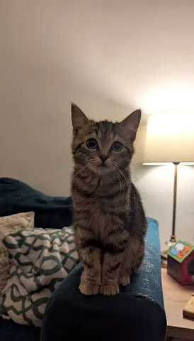 Urgently need to give 2 kittens