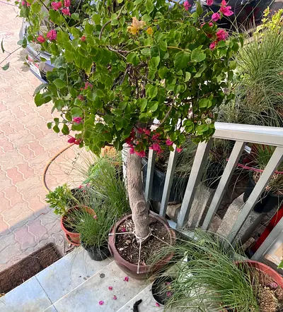 Multicoloured Bougainvillea Plant