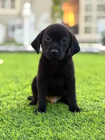 Adorable Black Labrador retriever puppies