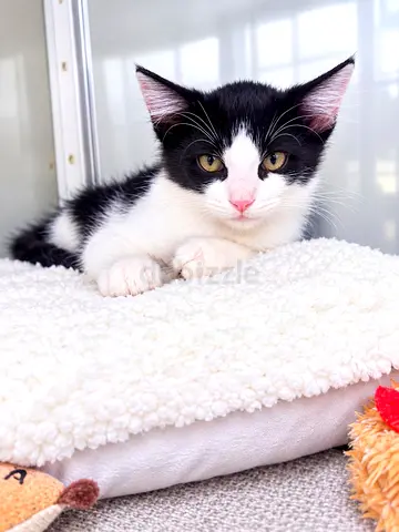 Rescued Kittens fro free adoption