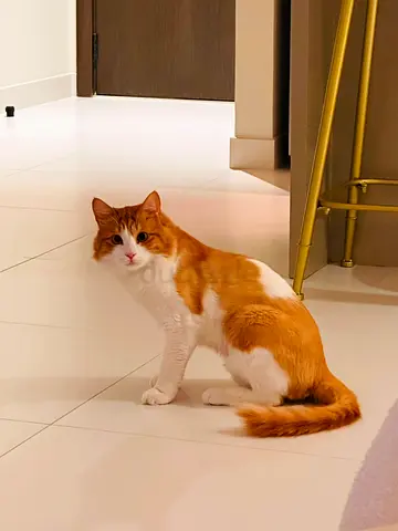 A sweet cat