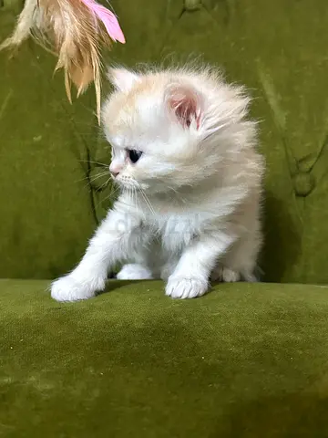 Cat for Adoption
