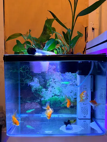 Aquarium 250/-